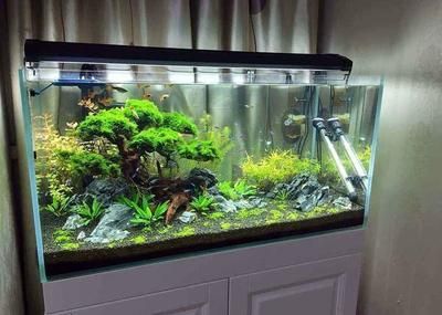 龍魚缸怎么選擇好的魚：如何根據龍魚缸的特性選擇合適的魚類 龍魚缸怎么選擇好的魚：如何根據龍魚缸的特性選擇合適的魚類 龍魚百科 第3張