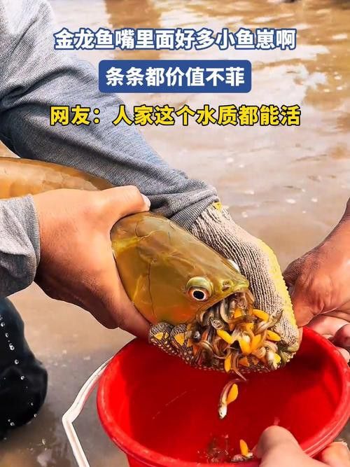 金龍魚小魚多少錢一條啊圖片 金龍魚小魚多少錢一條啊圖片 龍魚百科 第3張