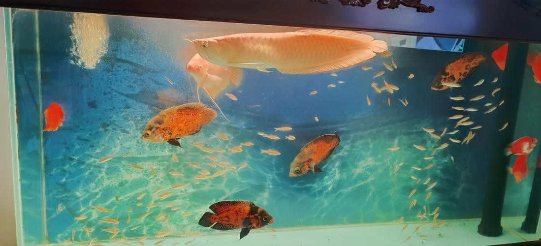 金龍魚小魚多少錢一條啊圖片 金龍魚小魚多少錢一條啊圖片 龍魚百科 第12張