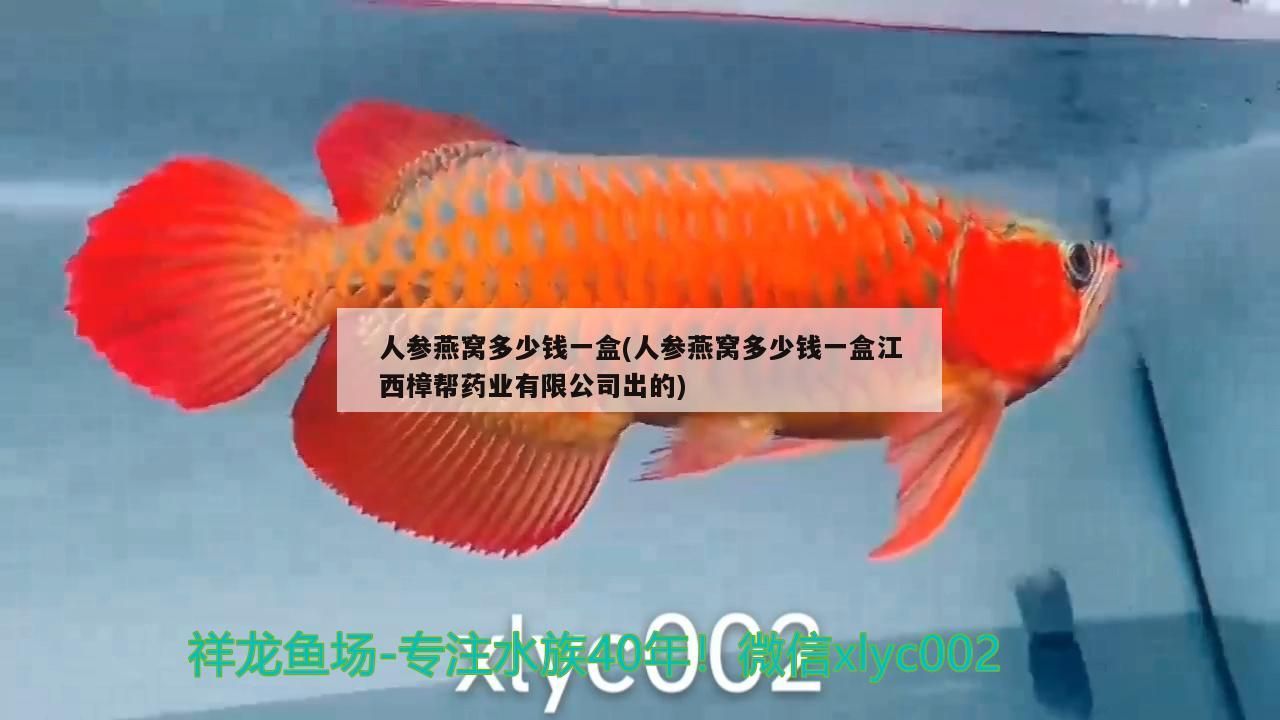 金龍魚混養視頻大全下載：金龍魚混養多久不打架 金龍魚混養視頻大全下載：金龍魚混養多久不打架 龍魚百科 第2張