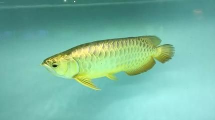 金龍魚吃食不積極什么原因引起的：金龍魚厭食是什么原因造成的？ 金龍魚吃食不積極什么原因引起的：金龍魚厭食是什么原因造成的？ 龍魚百科 第5張