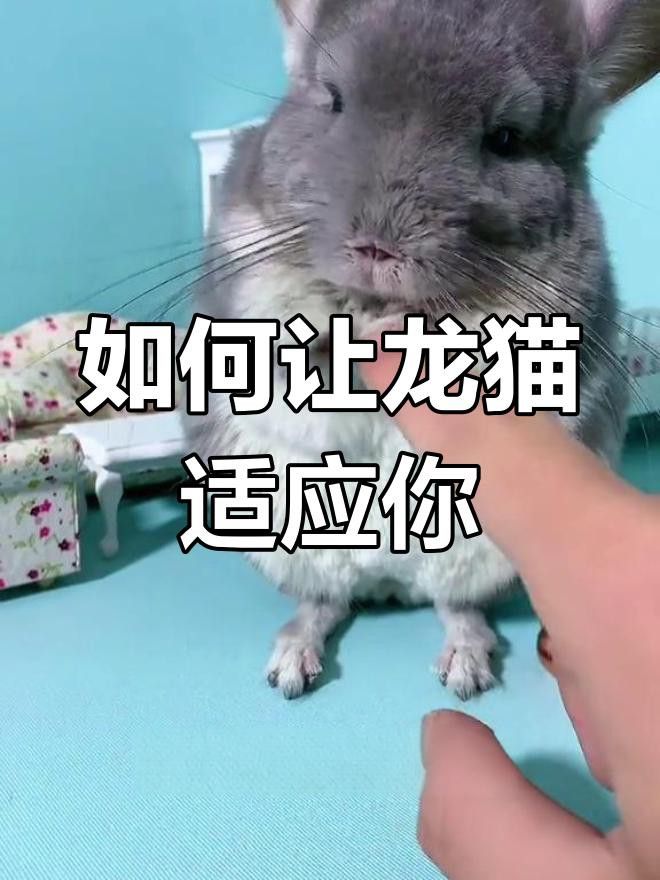 有哪些方法可以幫助龍貓建立信任？ 有哪些方法可以幫助龍貓建立信任？ 龍魚百科 第2張