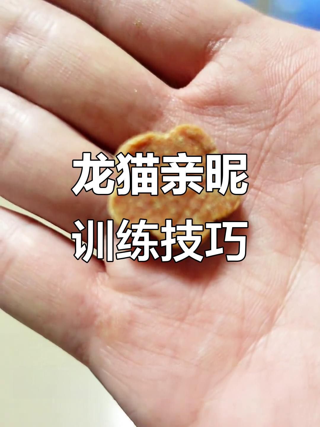 有哪些方法可以幫助龍貓建立信任？ 有哪些方法可以幫助龍貓建立信任？ 龍魚百科 第4張