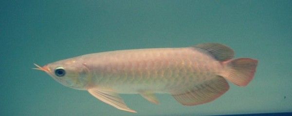 龍魚晚上關燈會引起掉眼嗎：龍魚掉眼怎么辦？