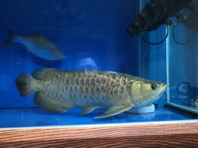 龍魚充血圖片