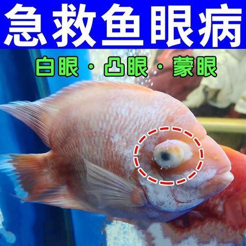 龍魚充血圖片
