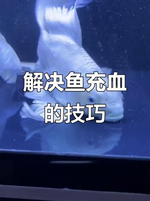 龍魚充血圖片