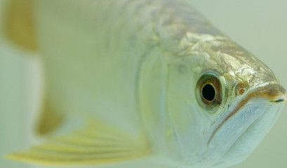 龍魚喂蜈蚣要注意什么問題：龍魚喂蜈蚣的注意事項