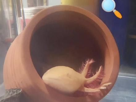 六角恐龍魚怎么養及喂養技巧視頻大全圖片