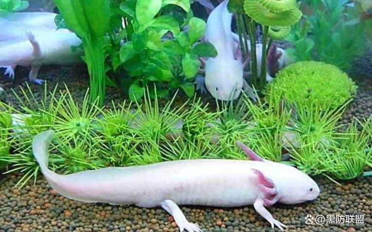 六角恐龍魚怎么養及喂養技巧視頻大全圖片