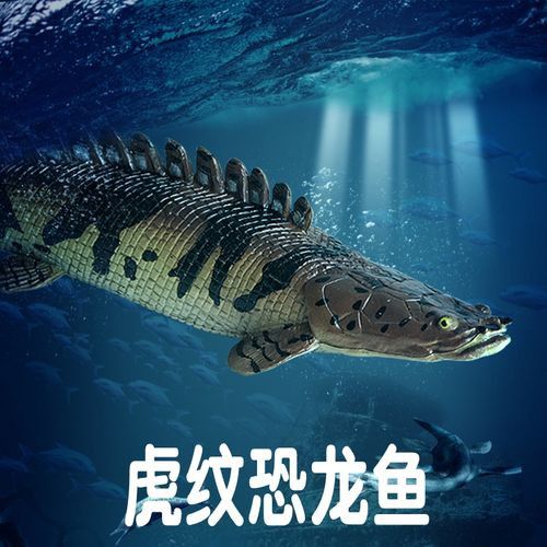 恐龍魚(yú)長(zhǎng)大是什么樣的圖片視頻