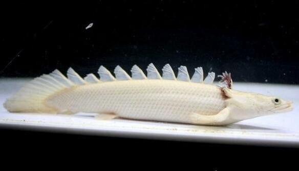 恐龍魚(yú)長(zhǎng)大是什么樣的圖片視頻