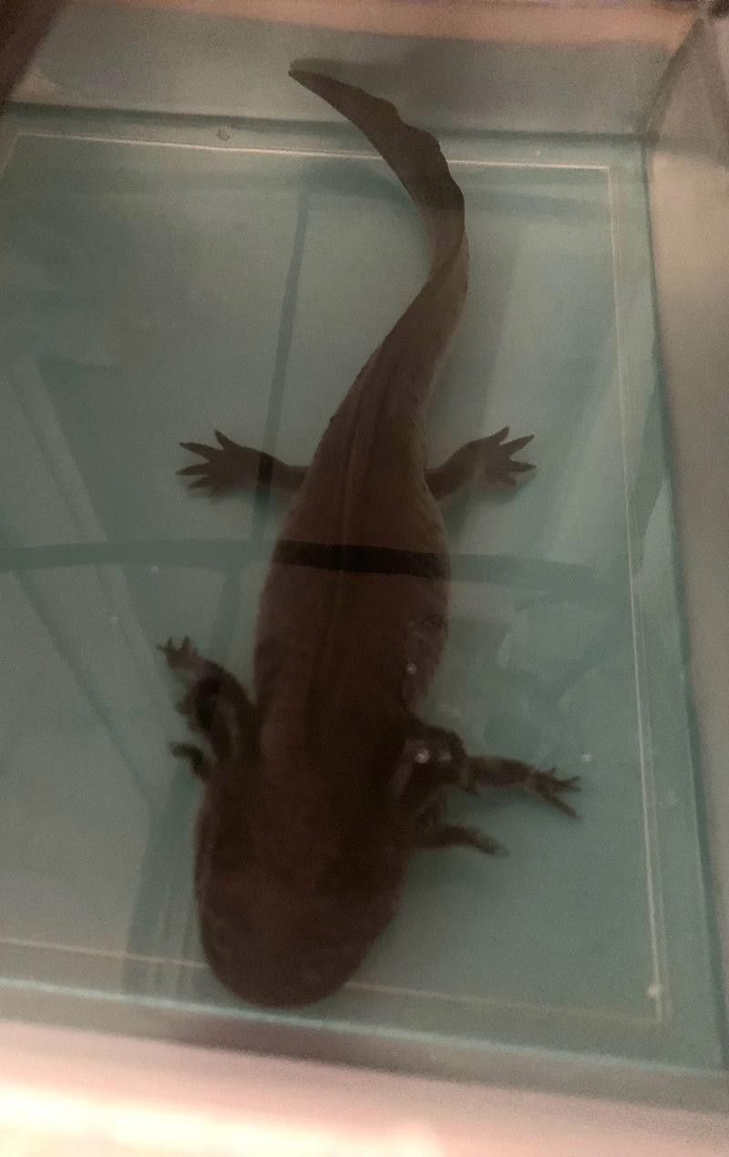 恐龍魚(yú)長(zhǎng)大是什么樣的圖片視頻