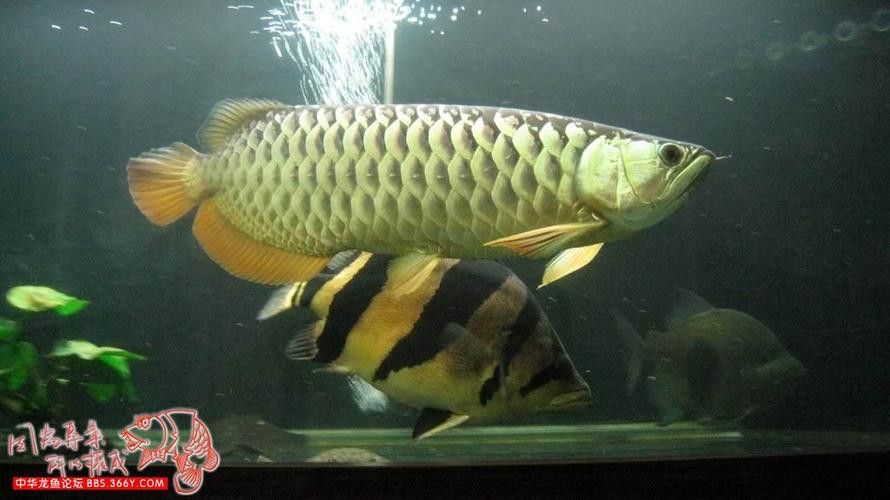 寶石金龍魚的價格是多少？