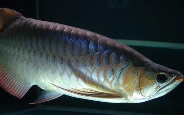 寶石金龍魚的價格是多少？