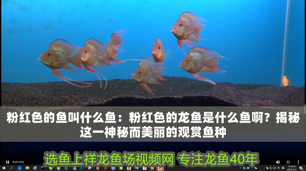 粉紅色的魚叫什么魚：粉紅色的龍魚是什么魚啊？揭秘這一神秘而美麗的觀賞魚種