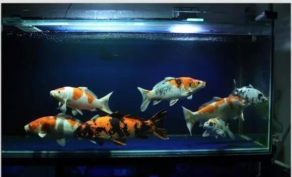 冬天龍魚水溫多少合適養魚苗：冬天養龍魚水溫多少合適