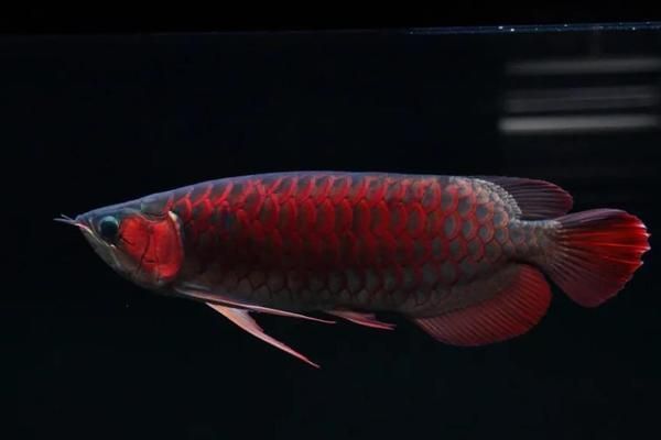 紅龍魚嘴邊有肉絮是怎么回事：紅龍魚嘴邊出現肉絮可能是由多種原因引起的，請注意