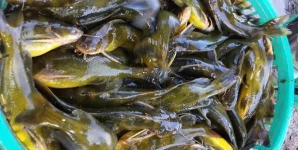 怎樣防治預防龍魚寄生蟲病的措施有哪些：如何判斷龍魚是否感染寄生蟲