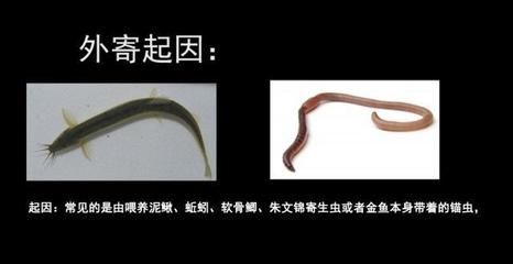 怎樣防治預防龍魚寄生蟲病的措施有哪些：如何判斷龍魚是否感染寄生蟲