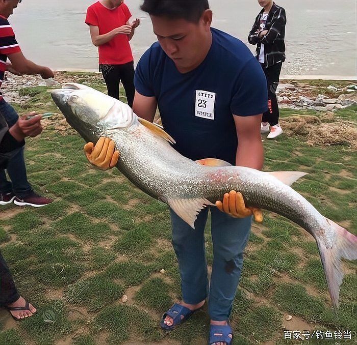 老虎魚又叫什么魚