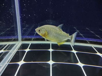 觀賞魚品種創新案例：觀賞魚品種的創新案例