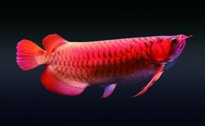 龍魚照片真實：網絡龍魚照片的實證分析
