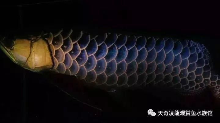 金龍魚小時(shí)候會(huì)被別的魚吃掉嗎：金龍魚育兒全過程