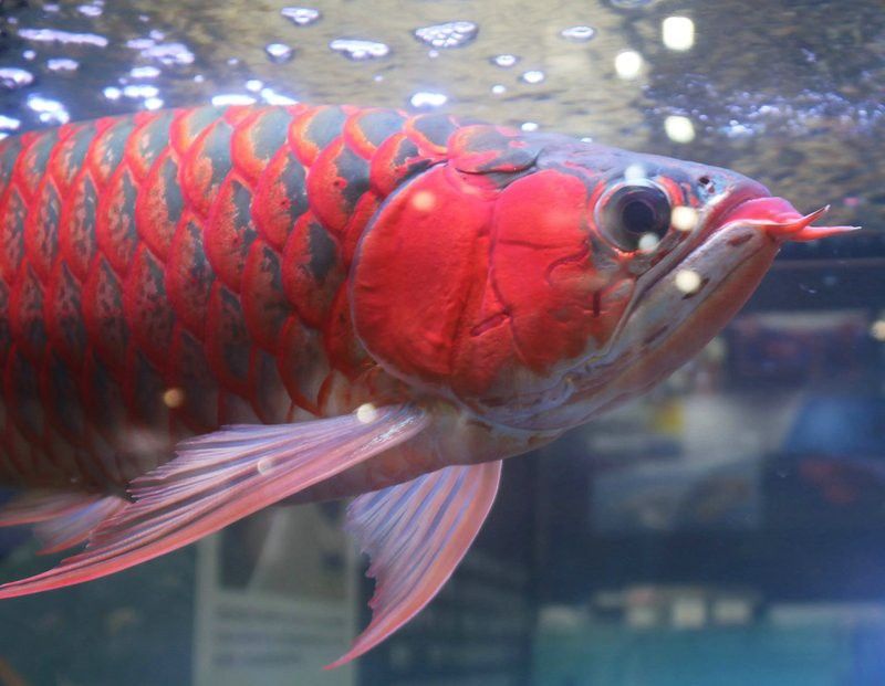 紅龍魚背部發(fā)色變淺 紅龍魚背部發(fā)色變淺 龍魚百科 第4張