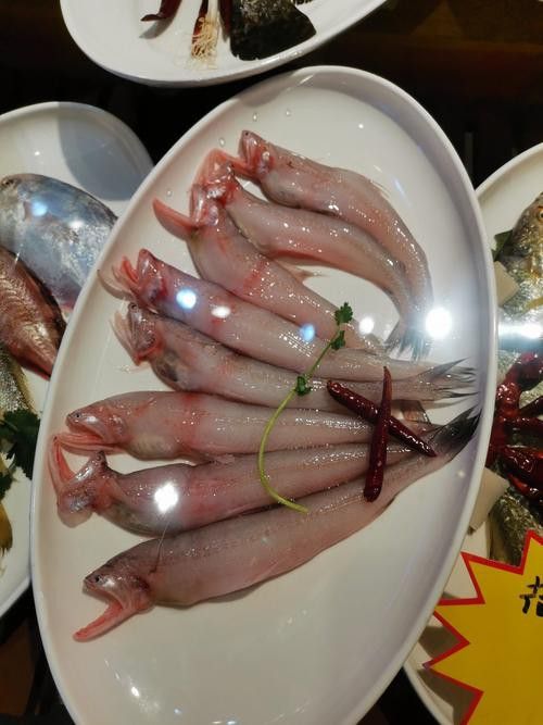 盤龍魚圖片欣賞 龍魚百科 第9張 盤龍魚圖片欣賞 盤龍魚圖片欣賞 龍魚百科 第9張