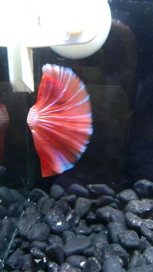 紅龍魚級別怎么分的圖片 龍魚百科 第24張 紅龍魚級別怎么分的圖片 紅龍魚級別怎么分的圖片 龍魚百科 第24張