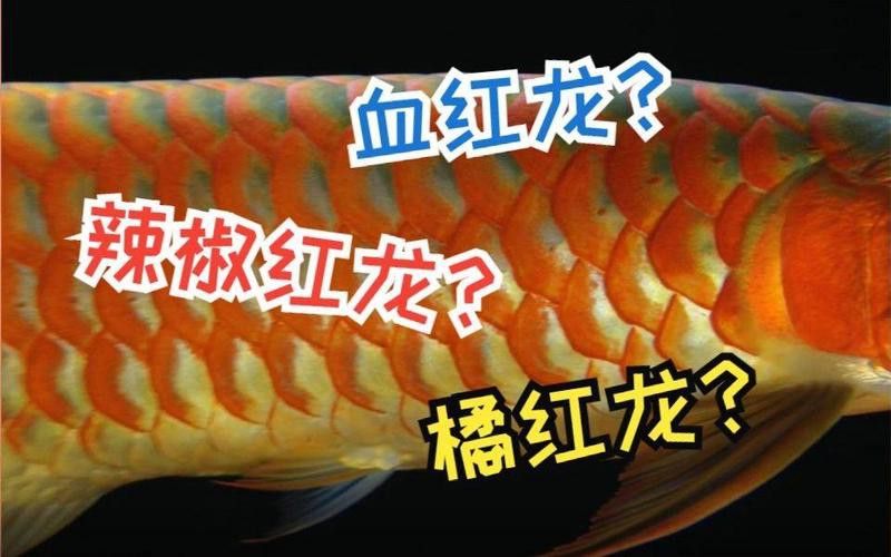 紅龍魚級別怎么分的圖片 龍魚百科 第23張 紅龍魚級別怎么分的圖片 紅龍魚級別怎么分的圖片 龍魚百科 第23張
