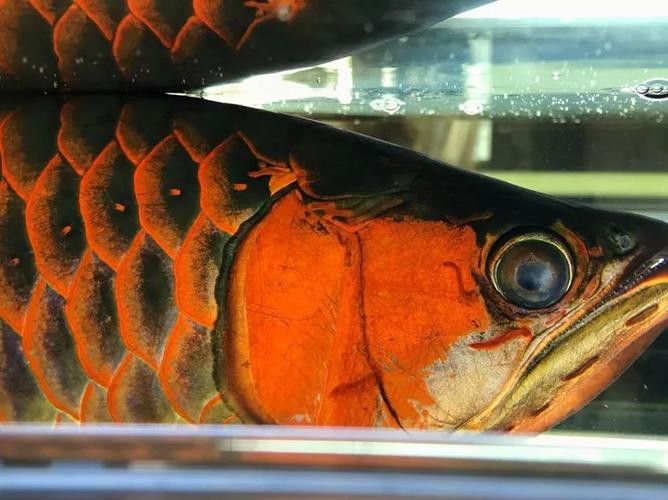 紅龍魚級別怎么分的圖片 龍魚百科 第31張 紅龍魚級別怎么分的圖片 紅龍魚級別怎么分的圖片 龍魚百科 第31張