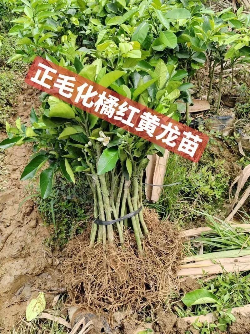 紅龍魚級別怎么分的圖片 龍魚百科 第34張 紅龍魚級別怎么分的圖片 紅龍魚級別怎么分的圖片 龍魚百科 第34張
