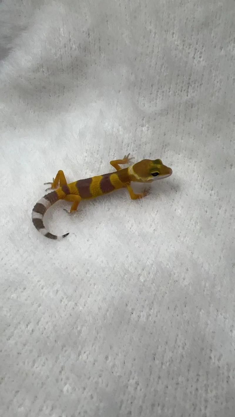 紅龍魚級別怎么分的圖片 龍魚百科 第40張 紅龍魚級別怎么分的圖片 紅龍魚級別怎么分的圖片 龍魚百科 第40張