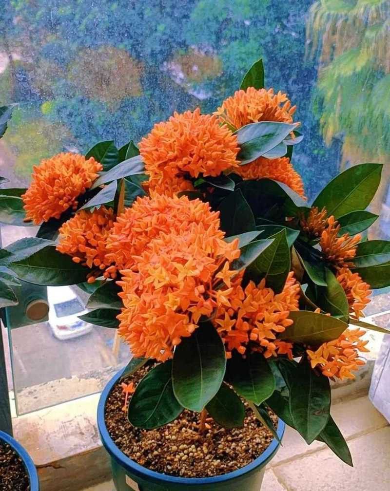 紅龍魚級別怎么分的圖片 龍魚百科 第39張 紅龍魚級別怎么分的圖片 紅龍魚級別怎么分的圖片 龍魚百科 第39張