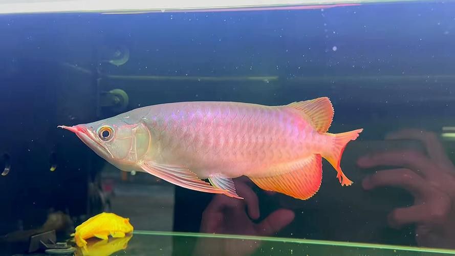 紅龍魚級別怎么分的圖片 紅龍魚級別怎么分的圖片 龍魚百科 第45張