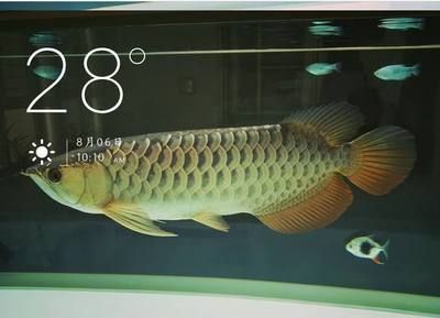 龍魚在什么情況下會死呢：龍魚在什么情況下會死