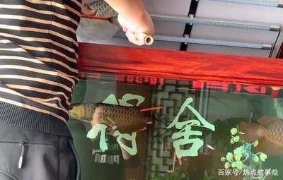 龍魚在什么情況下會死呢：龍魚在什么情況下會死