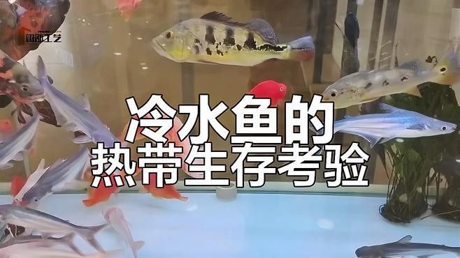龍魚能和冷水魚混養(yǎng)嗎