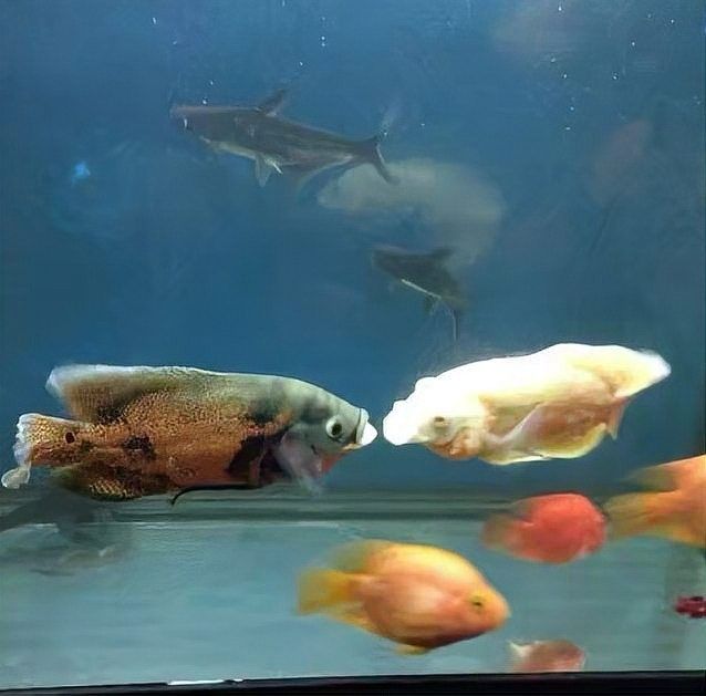 龍魚能和冷水魚混養嗎