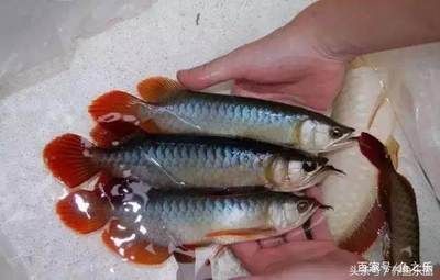 紅龍魚(yú)挑選（如何挑選紅龍魚(yú)）
