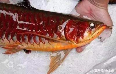 紅龍魚(yú)挑選（如何挑選紅龍魚(yú)）