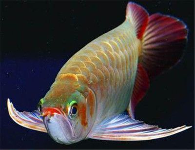 龍魚頭頂很多皺紋：龍魚頭頂出現皺紋可能有多種原因 龍魚頭頂很多皺紋：龍魚頭頂出現皺紋可能有多種原因 龍魚百科 第1張