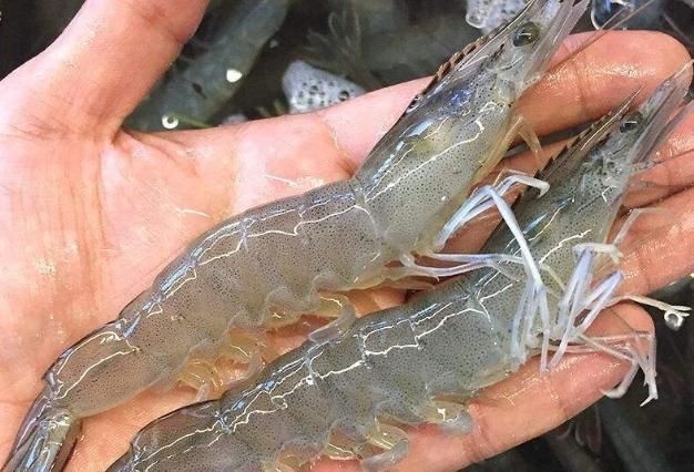 河蝦喂龍魚（河蝦喂養的注意事項）