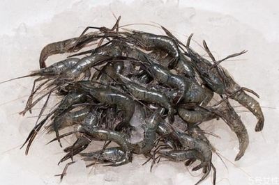 河蝦喂龍魚（河蝦喂養的注意事項）