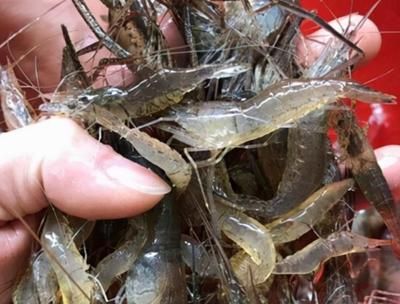 河蝦喂龍魚（河蝦喂養的注意事項）