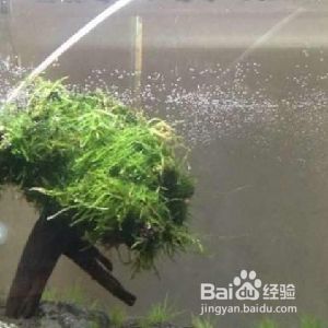 魚缸購買注意事項（魚缸過濾系統安裝技巧魚缸底沙類型與選擇魚缸養護常見問題解答）