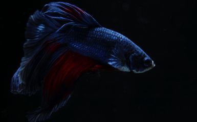 金龍魚藍色背景圖（金龍魚在藍色背景下的獨特魅力）
