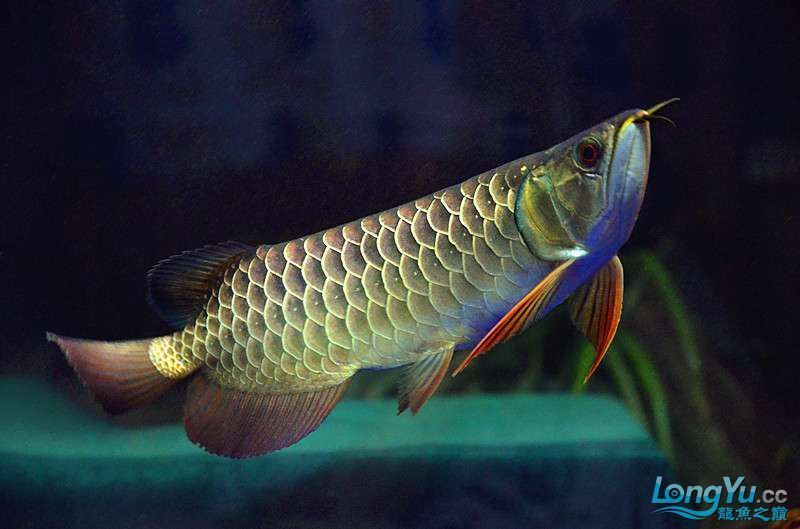 金龍魚藍色背景圖（金龍魚在藍色背景下的獨特魅力）